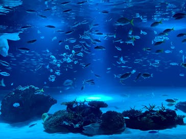 サンシャイン水族館に投稿された画像（2022/9/16）