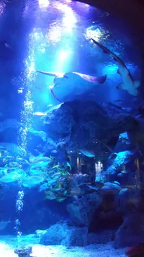 すみだ水族館に投稿された画像（2022/9/16）