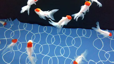 すみだ水族館に投稿された画像（2022/9/16）