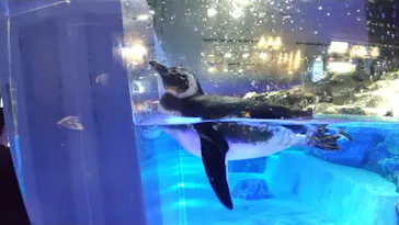 すみだ水族館に投稿された画像（2022/9/16）