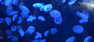 横浜・八景島シーパラダイスに投稿された画像（2022/9/17）