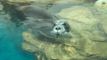 大分マリーンパレス水族館 「うみたまご」に投稿された画像（2022/9/17）