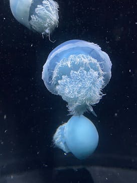 伊豆・三津シーパラダイスに投稿された画像（2022/9/17）