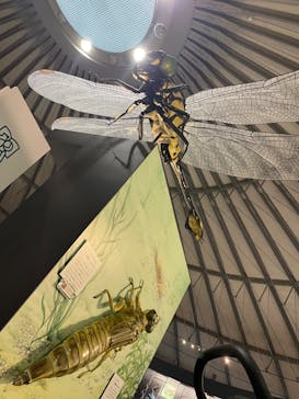 滋賀県立琵琶湖博物館に投稿された画像（2022/9/17）