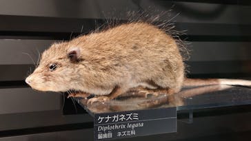 国立科学博物館に投稿された画像（2022/9/17）