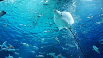 サンシャイン水族館に投稿された画像（2022/9/17）