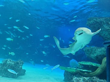 サンシャイン水族館に投稿された画像（2022/9/17）