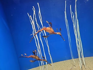 サンシャイン水族館に投稿された画像（2022/9/17）