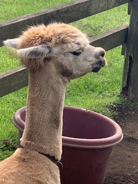 マザー牧場に投稿された画像（2022/9/17）