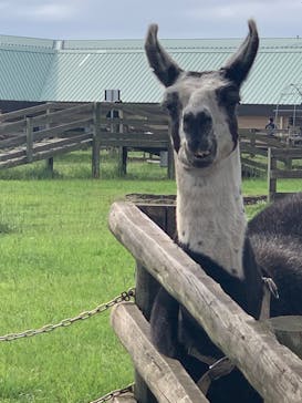 マザー牧場に投稿された画像（2022/9/17）