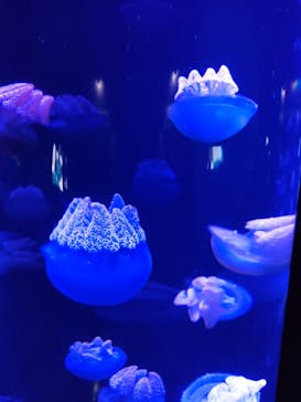 サンシャイン水族館に投稿された画像（2022/9/17）