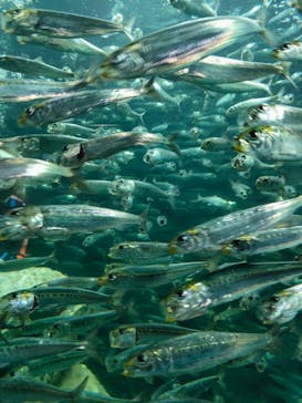 サンシャイン水族館に投稿された画像（2022/9/17）