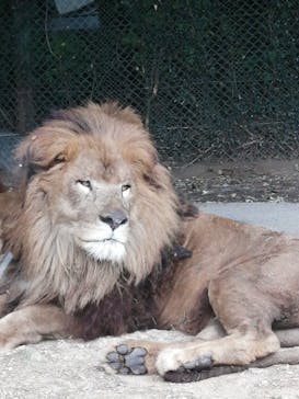 群馬サファリパークに投稿された画像（2022/9/17）