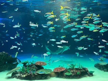 サンシャイン水族館に投稿された画像（2022/9/17）