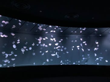 サンシャイン水族館に投稿された画像（2022/9/17）