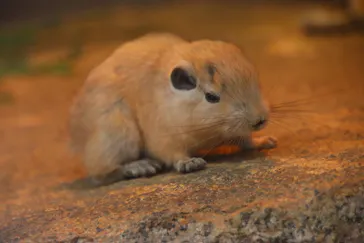神戸どうぶつ王国に投稿された画像（2022/9/17）