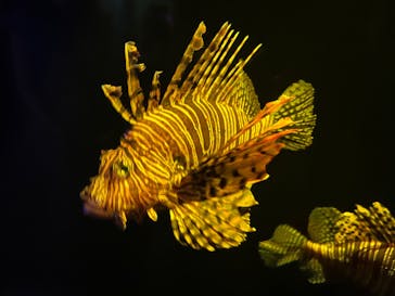 大分マリーンパレス水族館 「うみたまご」に投稿された画像（2022/9/17）