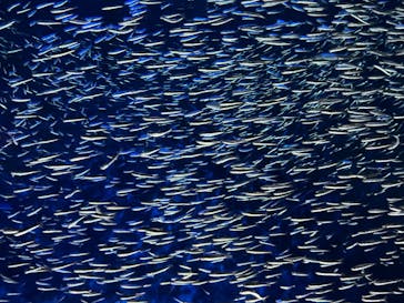 大分マリーンパレス水族館 「うみたまご」に投稿された画像（2022/9/17）