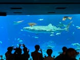 沖縄美ら海水族館に投稿された画像（2022/9/17）