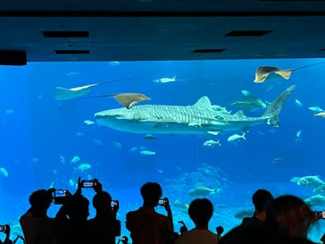 沖縄美ら海水族館に投稿された画像（2022/9/17）