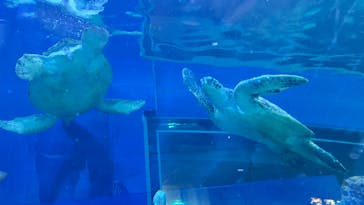 しながわ水族館に投稿された画像（2022/9/17）