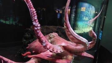 サンシャイン水族館に投稿された画像（2022/9/17）