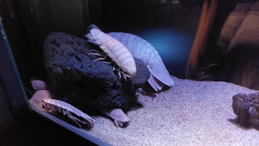 サンシャイン水族館に投稿された画像（2022/9/17）