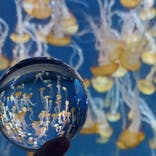 新江ノ島水族館に投稿された画像（2022/9/17）