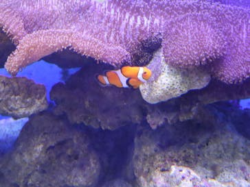 新江ノ島水族館に投稿された画像（2022/9/17）