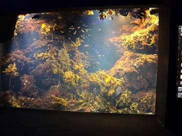 新江ノ島水族館に投稿された画像（2022/9/17）