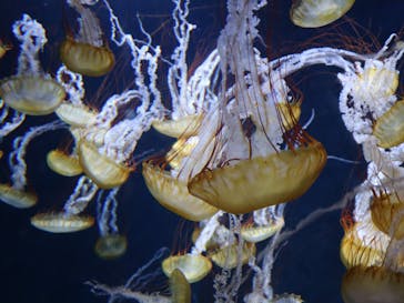 新江ノ島水族館に投稿された画像（2022/9/17）