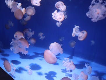 新江ノ島水族館に投稿された画像（2022/9/17）