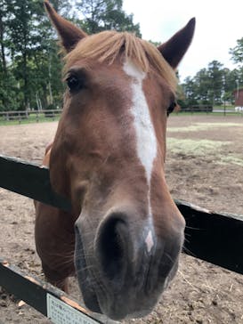 ノーザンホースパークに投稿された画像（2022/9/17）