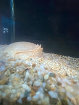 大分マリーンパレス水族館 「うみたまご」に投稿された画像（2022/9/17）