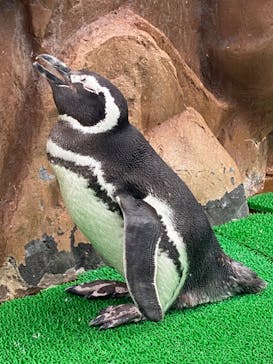 大分マリーンパレス水族館 「うみたまご」に投稿された画像（2022/9/17）