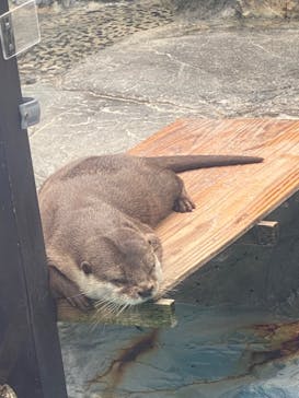 大分マリーンパレス水族館 「うみたまご」に投稿された画像（2022/9/17）