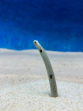 大分マリーンパレス水族館 「うみたまご」に投稿された画像（2022/9/17）