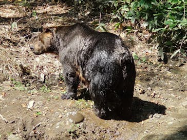 サホロリゾート　ベア･マウンテンに投稿された画像（2022/9/17）