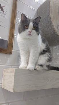 猫カフェモカ　町田ジョルナ店に投稿された画像（2022/9/17）