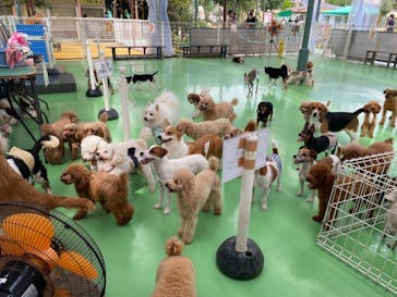 つくばわんわんランドに投稿された画像（2022/9/17）