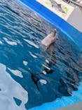 大分マリーンパレス水族館 「うみたまご」に投稿された画像（2022/9/17）