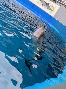 大分マリーンパレス水族館 「うみたまご」に投稿された画像（2022/9/17）