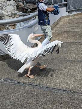大分マリーンパレス水族館 「うみたまご」に投稿された画像（2022/9/17）