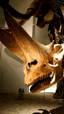 国立科学博物館に投稿された画像（2022/9/17）