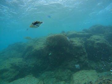 沖縄マリンサービス碧に投稿された画像（2022/9/17）