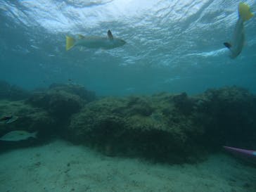 沖縄マリンサービス碧に投稿された画像（2022/9/17）