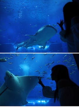沖縄美ら海水族館に投稿された画像（2022/9/17）
