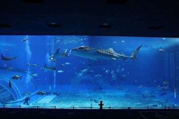 沖縄美ら海水族館に投稿された画像（2022/9/17）