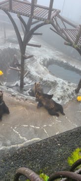 のぼりべつクマ牧場に投稿された画像（2022/9/17）