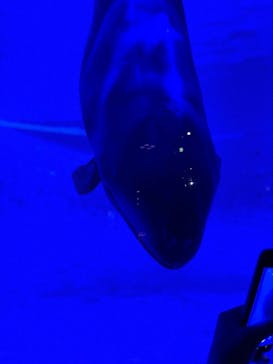 アクアワールド茨城県大洗水族館に投稿された画像（2022/9/17）